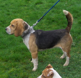 Les Beagle de l'affixe des vallées du Stang