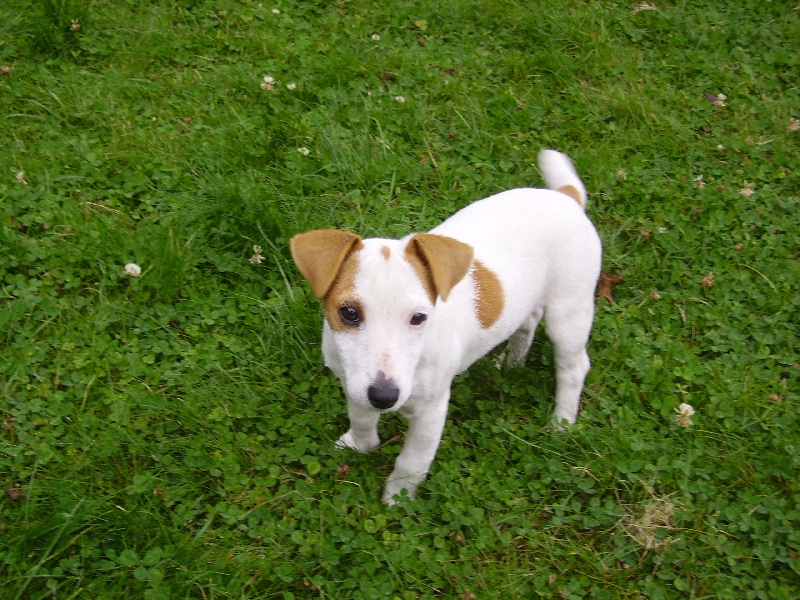 Les Jack Russell Terrier de l'affixe des vallées du Stang